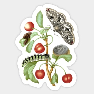 Metamorphosis of the Peacock Eye moth Sticker